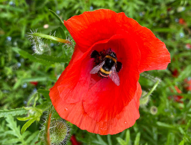 Ballade dans le jardin 